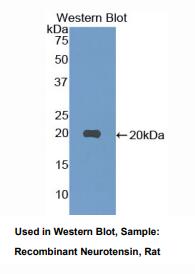 大鼠神经降压素(NT)多克隆抗体