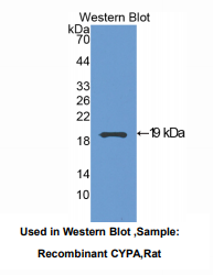 大鼠亲环素A(CYPA)多克隆抗体