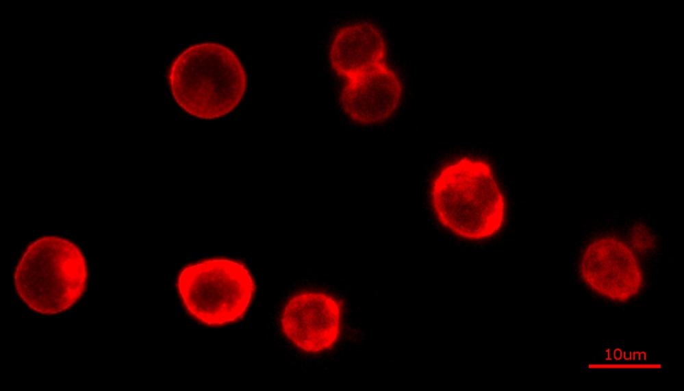 Cell Navigator细胞膜染色试剂盒*橙色荧光*