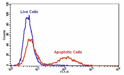 Cell Meter PE-Annexin V细胞凋亡检测试剂盒*适合于流式细胞仪*